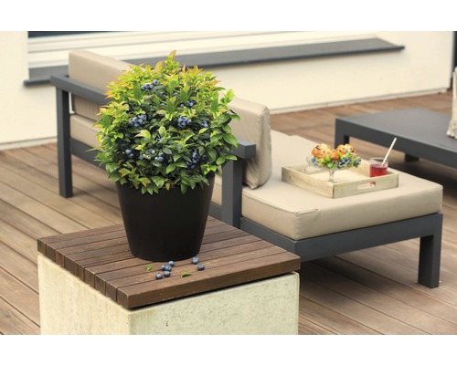 Blueberry BrazelBerry ® 'Jelly Bean' ® H 20-25 cm Co 4.5 L