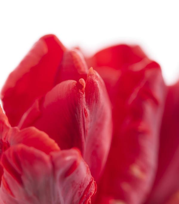 Papageien-Tulpe