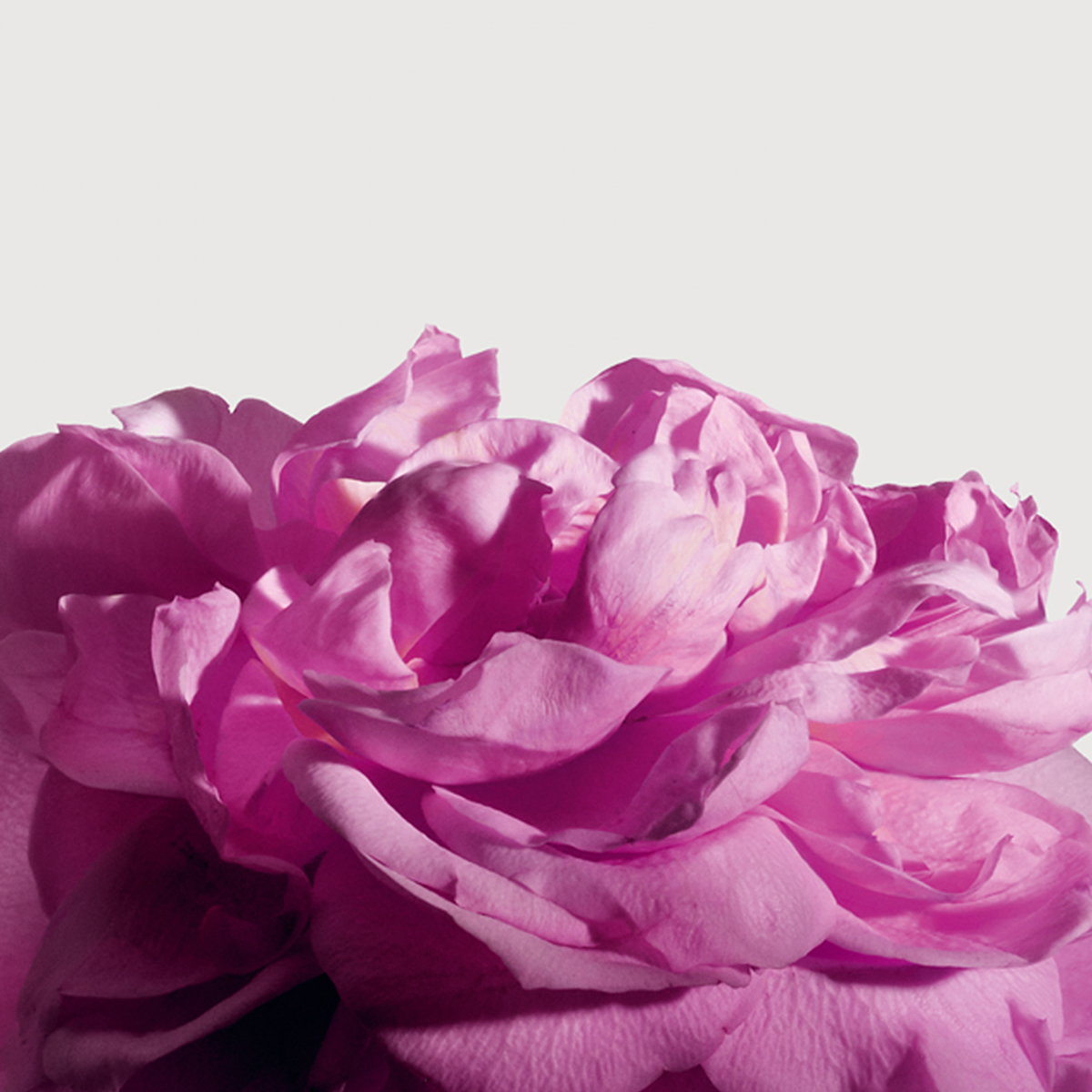 Radical Rose Extrait de Parfum 100ml