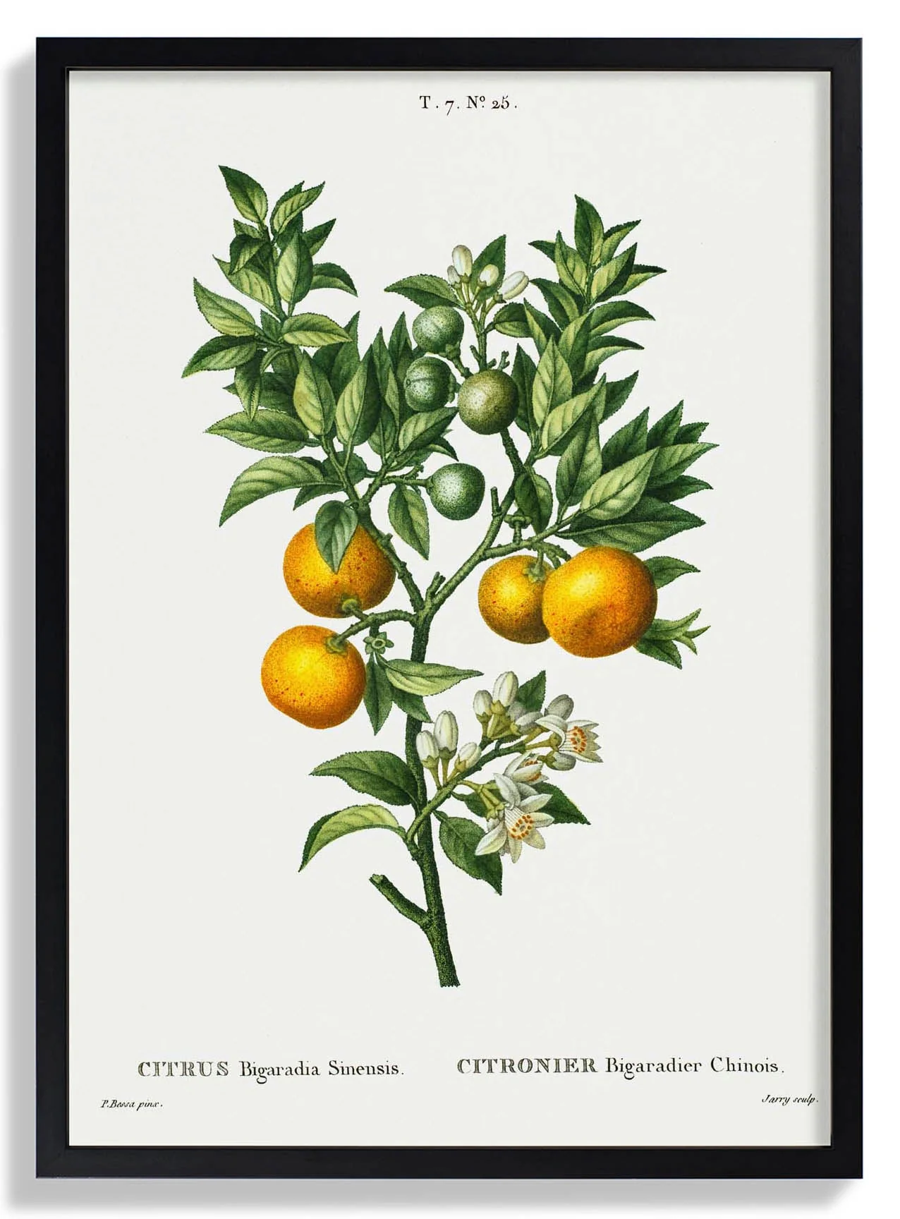 Bitterorange
