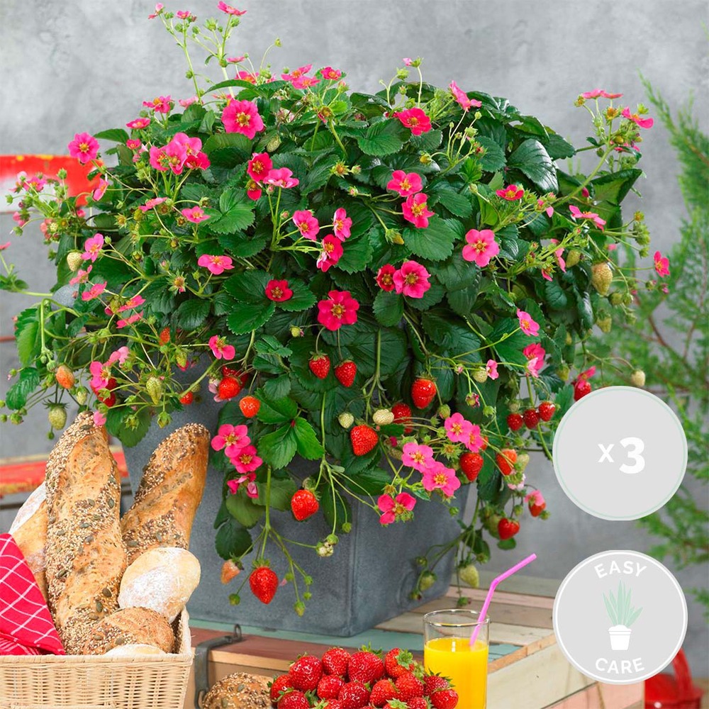 3x fragaria summer breeze mix – fraisier – facile d'entretien – ⌀10,5 cm - ↕15-20 cm