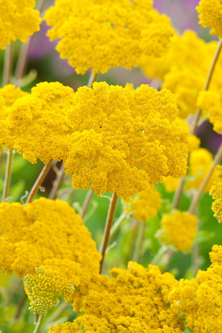 Duizendblad (Achillea millefolium 'Cloth Of Gold') D 11 H 80 cm