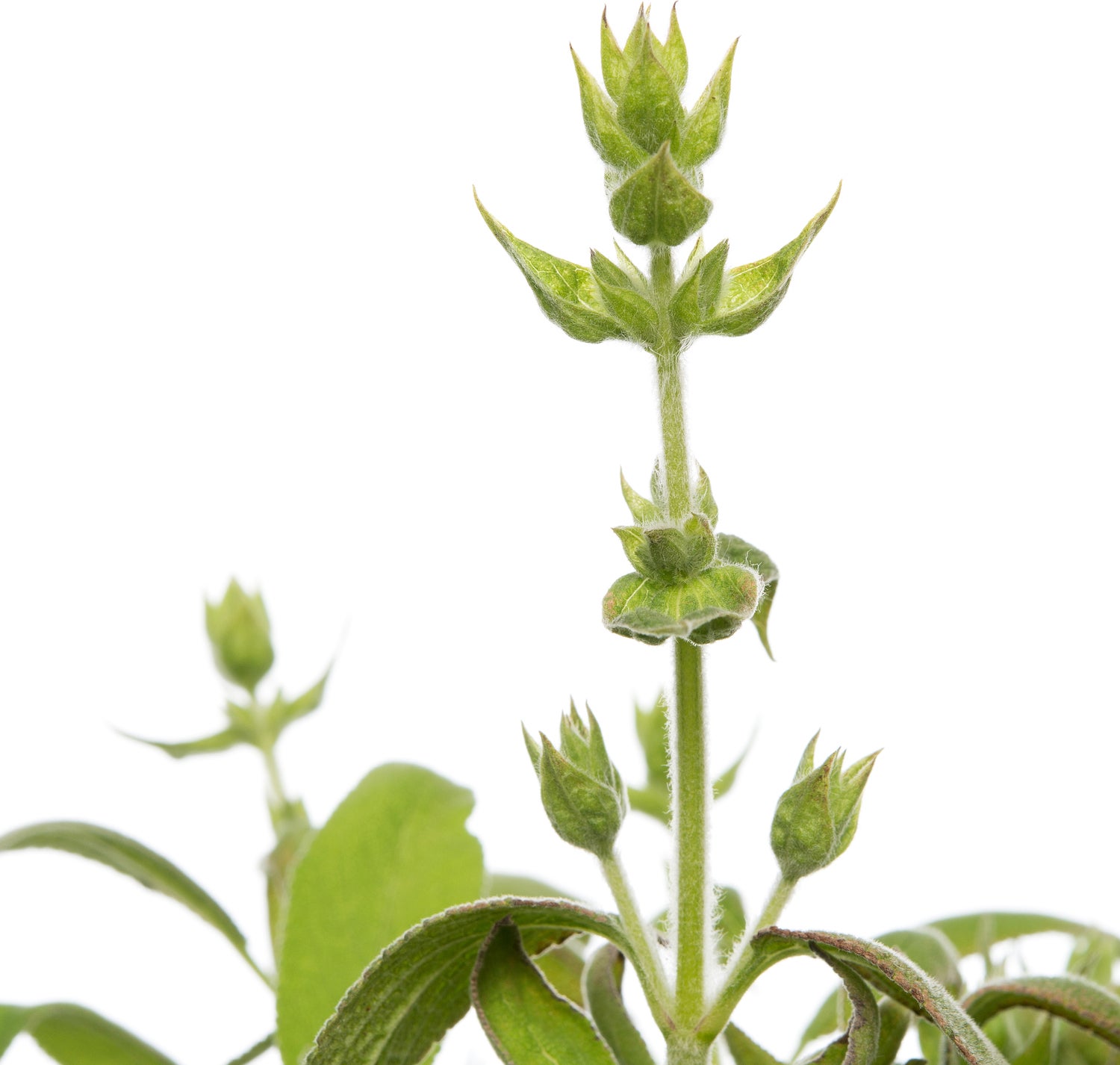 Biologische Salie (Salvia officinalis) D 12 H 15 cm
