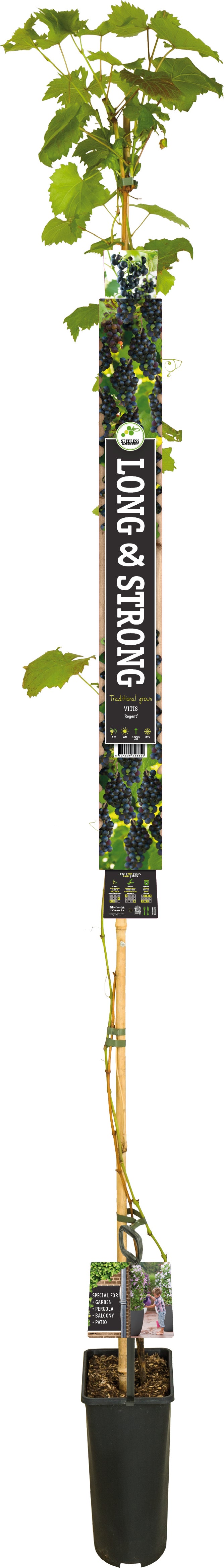 Blauwe Druif (Vitis vinifera 'Regent') D 23 H 210 cm