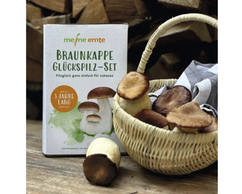 Paddenstoelen kweekset, mijn oogst, bruine hoed, gelukspaddenstoelen kweekset, complete set met 20 paddenstoelen deuvels en 3 substraatblokken van beukenhoutkrullen, oogst tot 3 jaar, gekweekte paddenstoelen