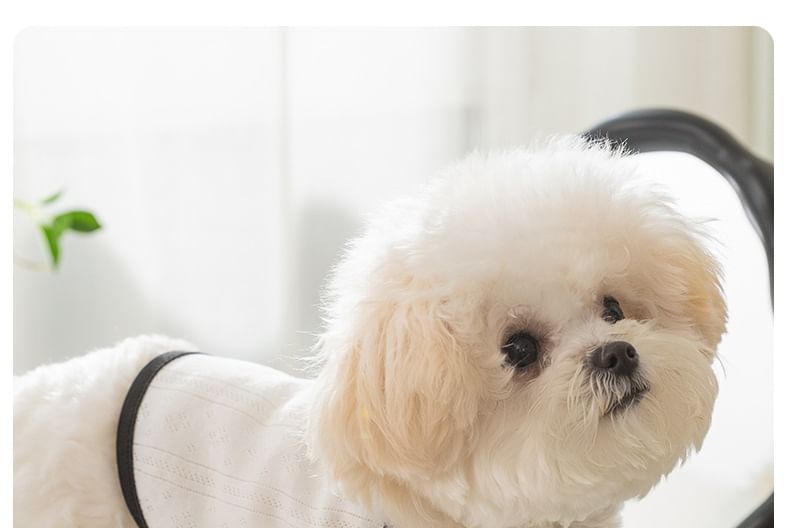 Cissilli - Pet Top met strik