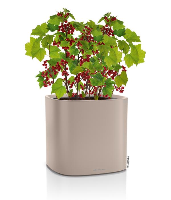 LECHUZA® Kunststoff-Topf PILA Color Planter,