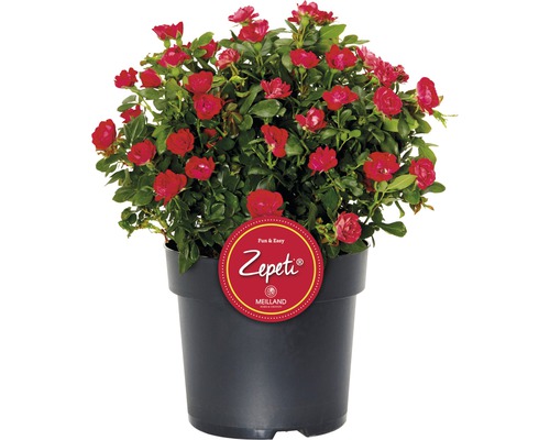 Roos 'Zepeti' ® H 30-40 cm Co 6 L