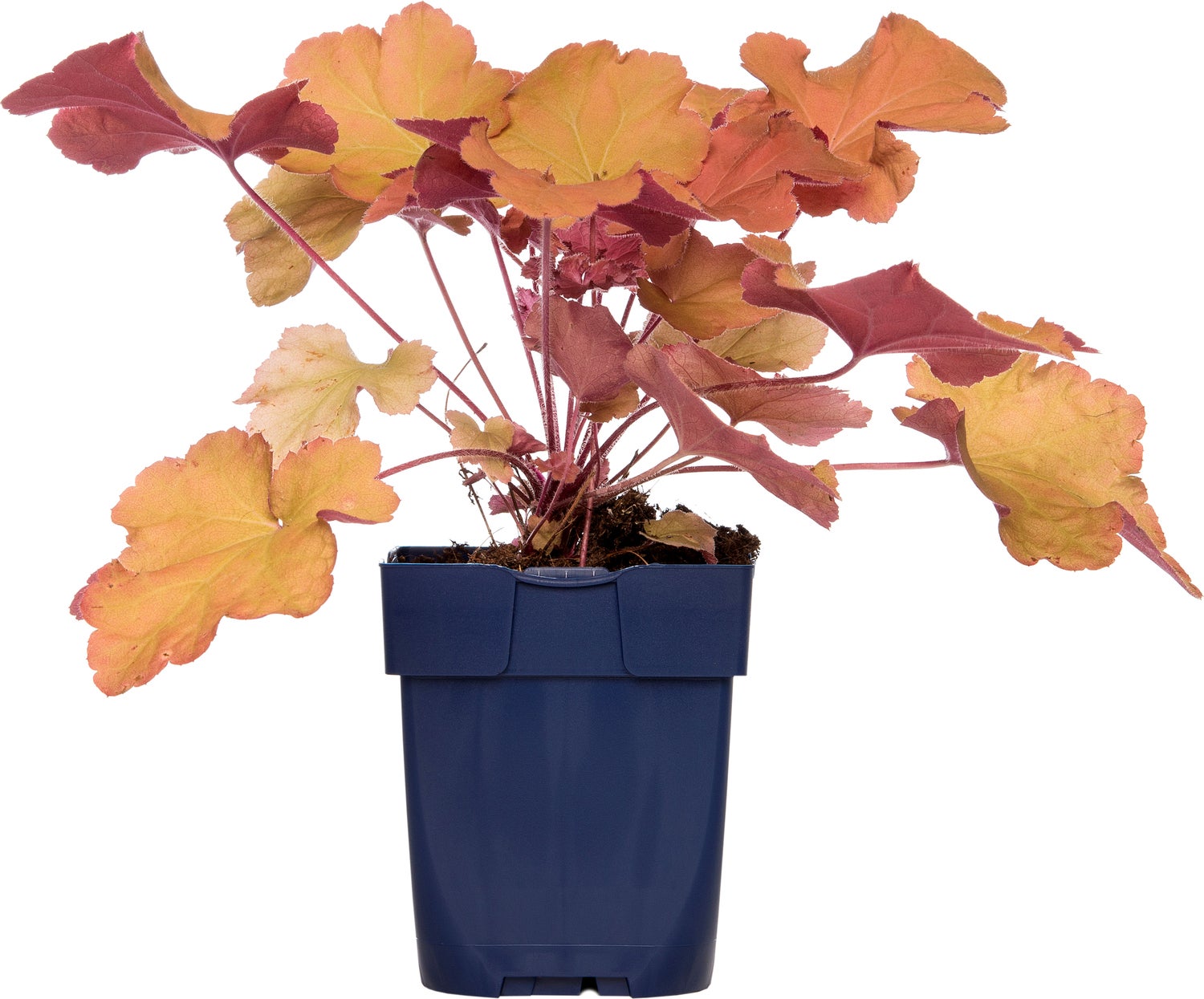Purperklokje (Heuchera 'Caramel') D 9 H 15 cm