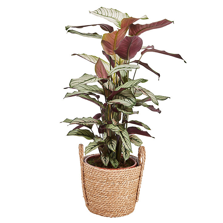 Calathéa White Star 19cm