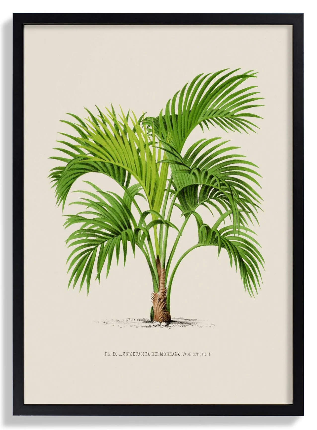 Grisebachia Belmoreana Palm Tree Kunstdruck