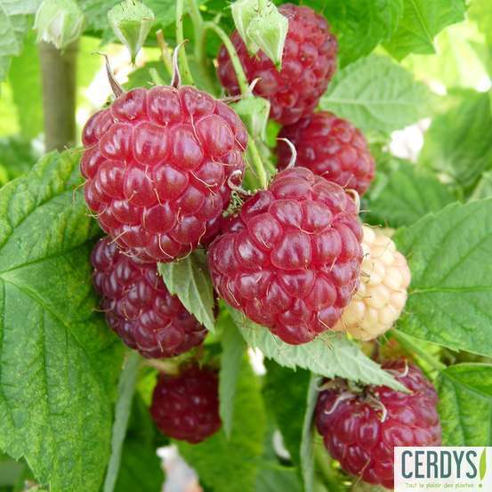 Framboisier 'Little Sweet Sister' bio : pot 1,5L