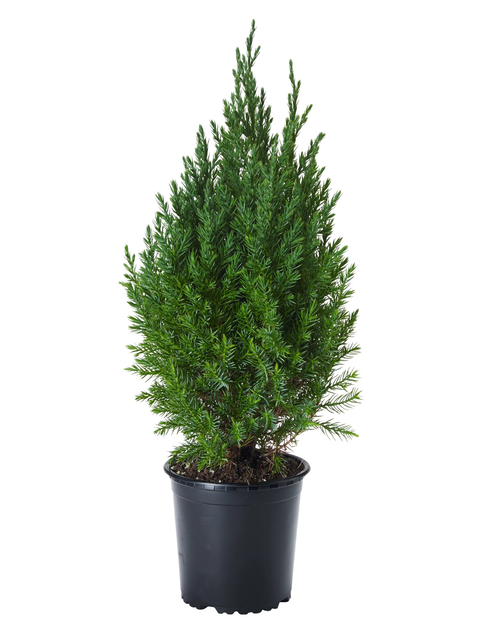 Juniperus chinensis 'Stricta' Kinaeiner Høyde 30 cm