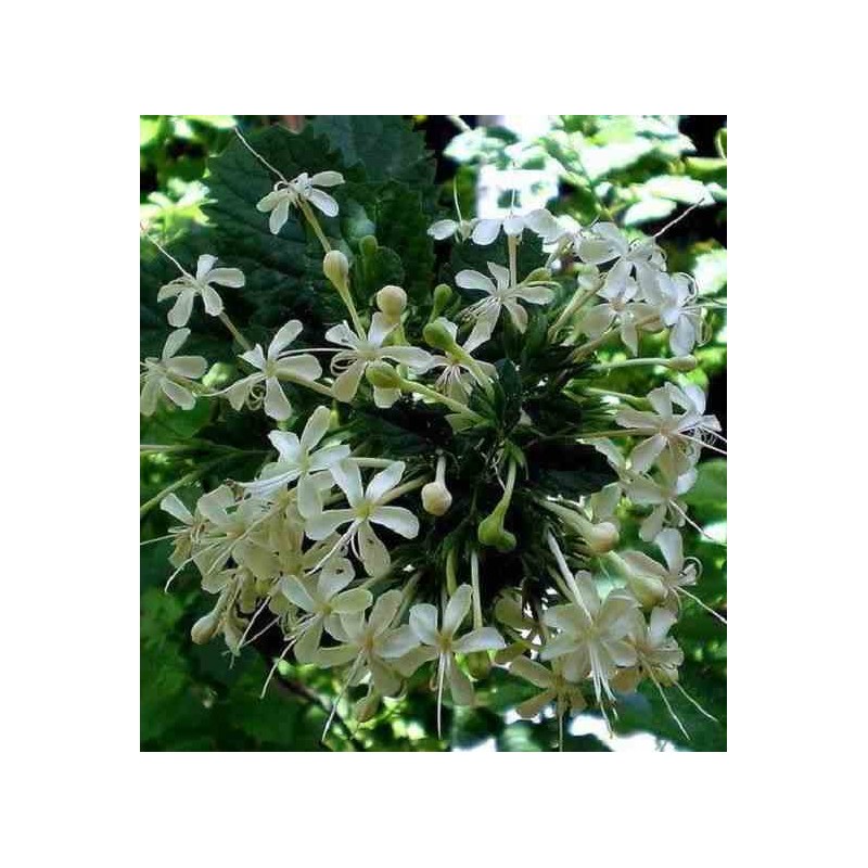 Cestrum nocturnum (galant de nuit) blanc - taille pot de 25l -200cm
