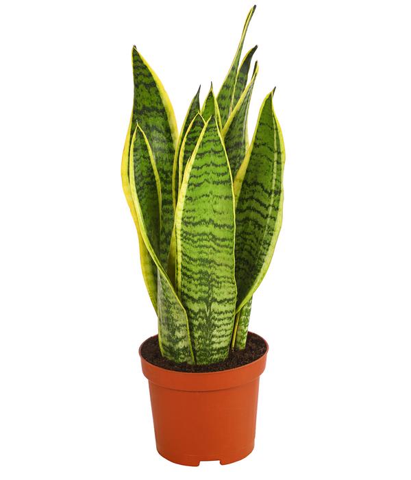 Bogenhanf - Sansevieria trifasciata var.