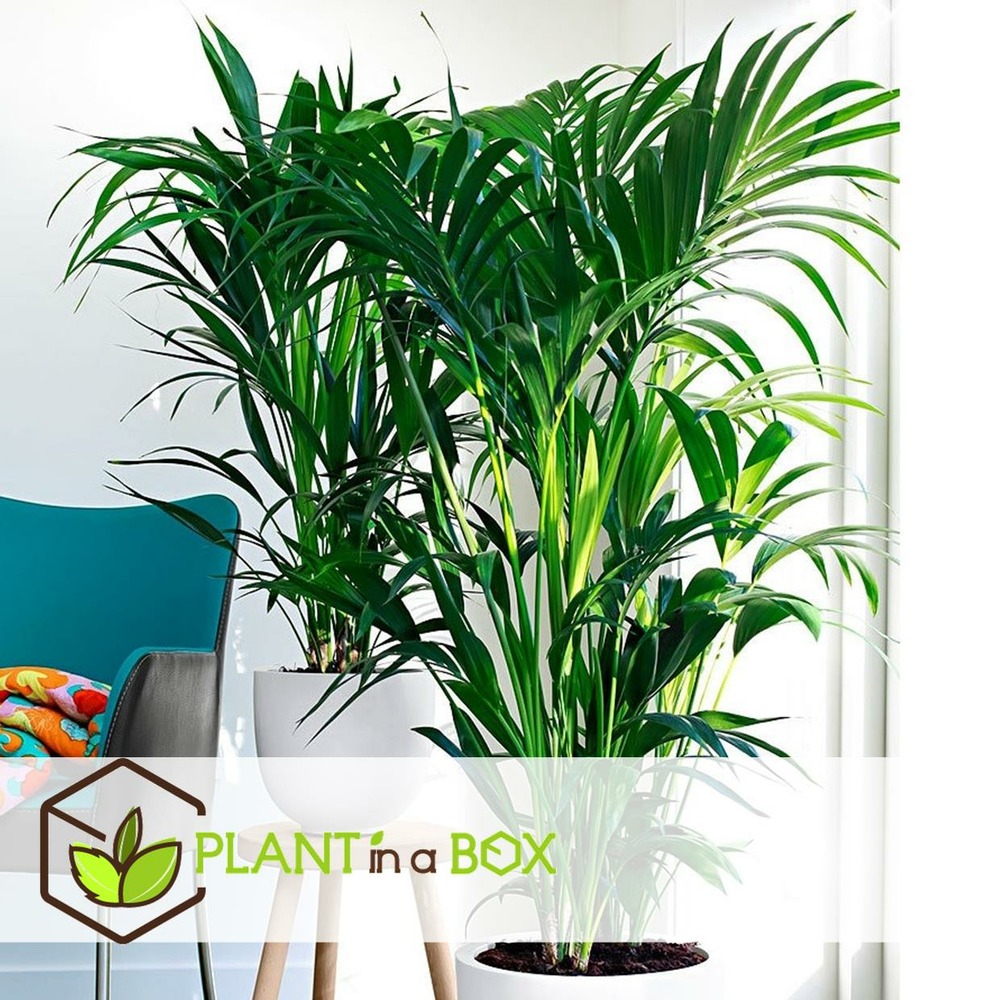 Palmier kentia - howea forsteriana - pot 18cm - hauteur 90-100cm