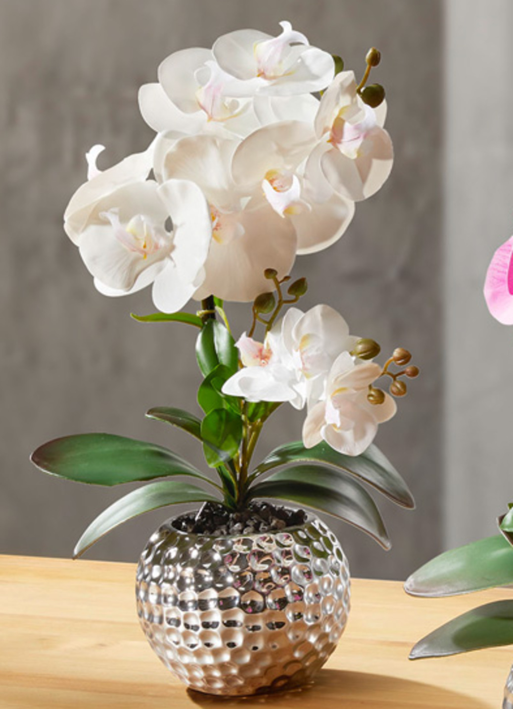 Orchidee Phalaenopsis in Keramikschale