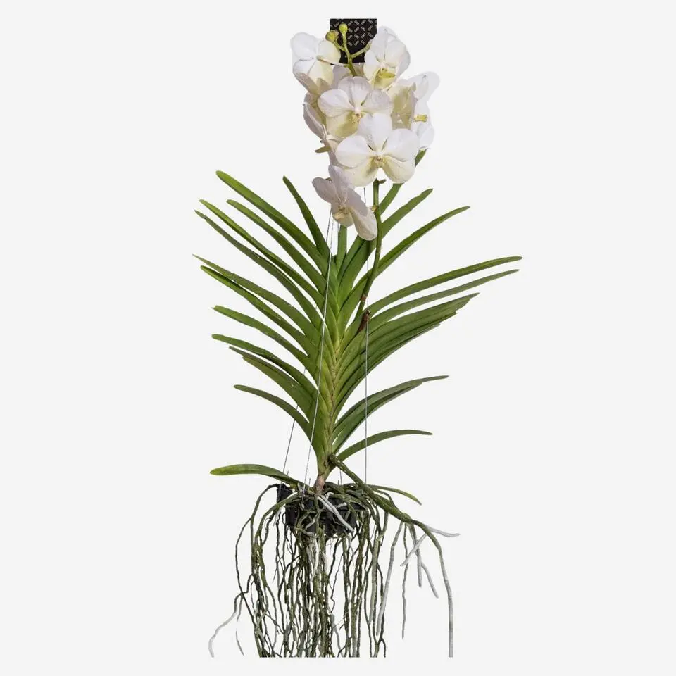 Witte Orchidee L - Vanda 'White' - Hoogte 55-65cm