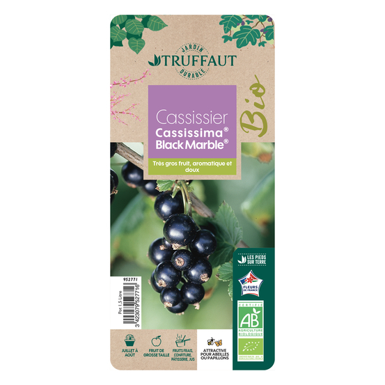 Cassis 'Black Marble'® : AB pot 1.5L