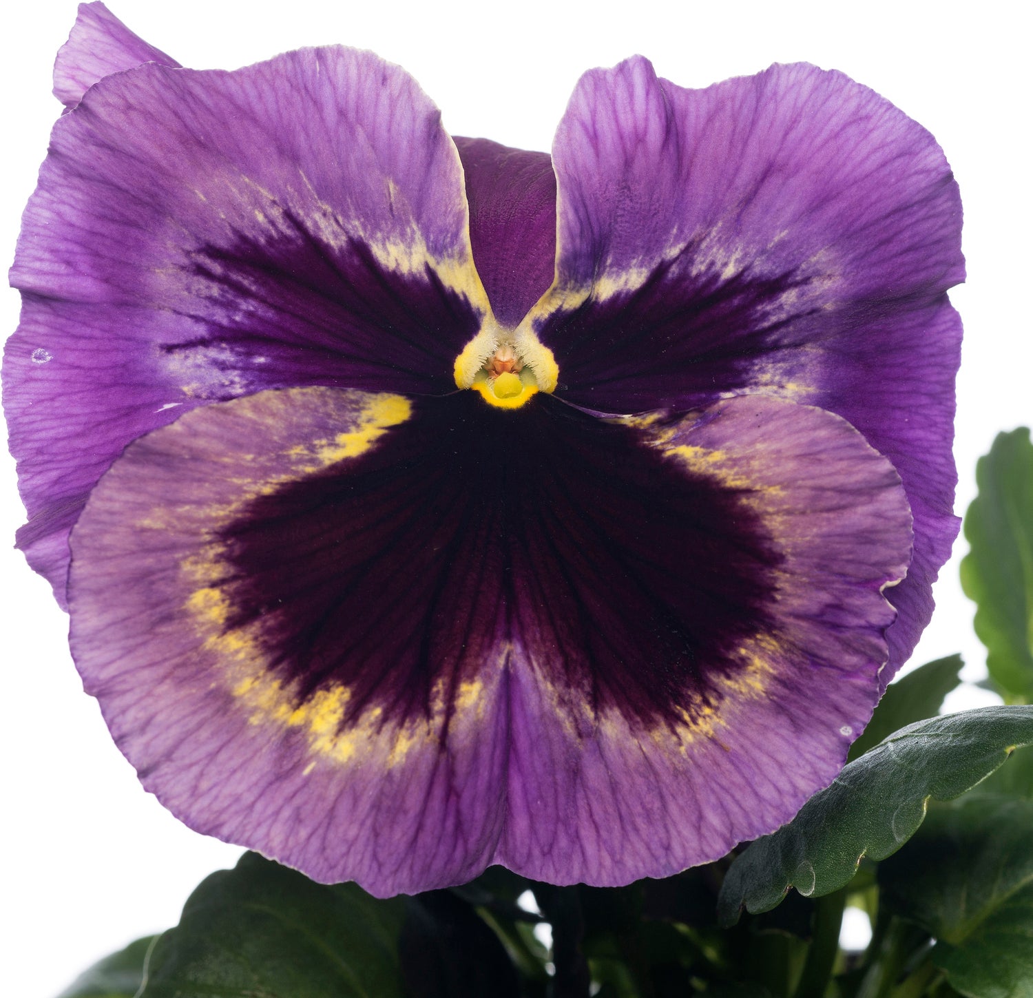 Viooltjes (Viola cornuta) D 9 cm