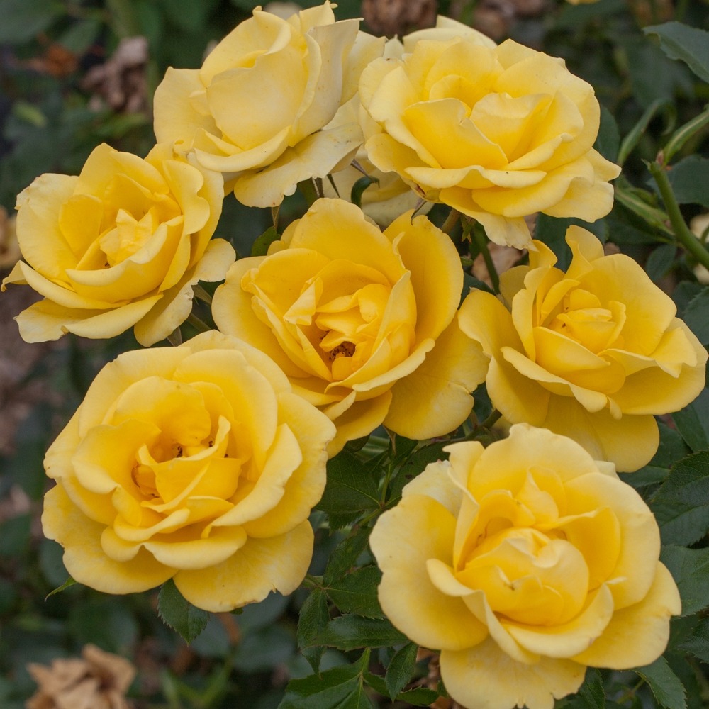 Rosier rayon de soleil ® meianycid le pot de 3l