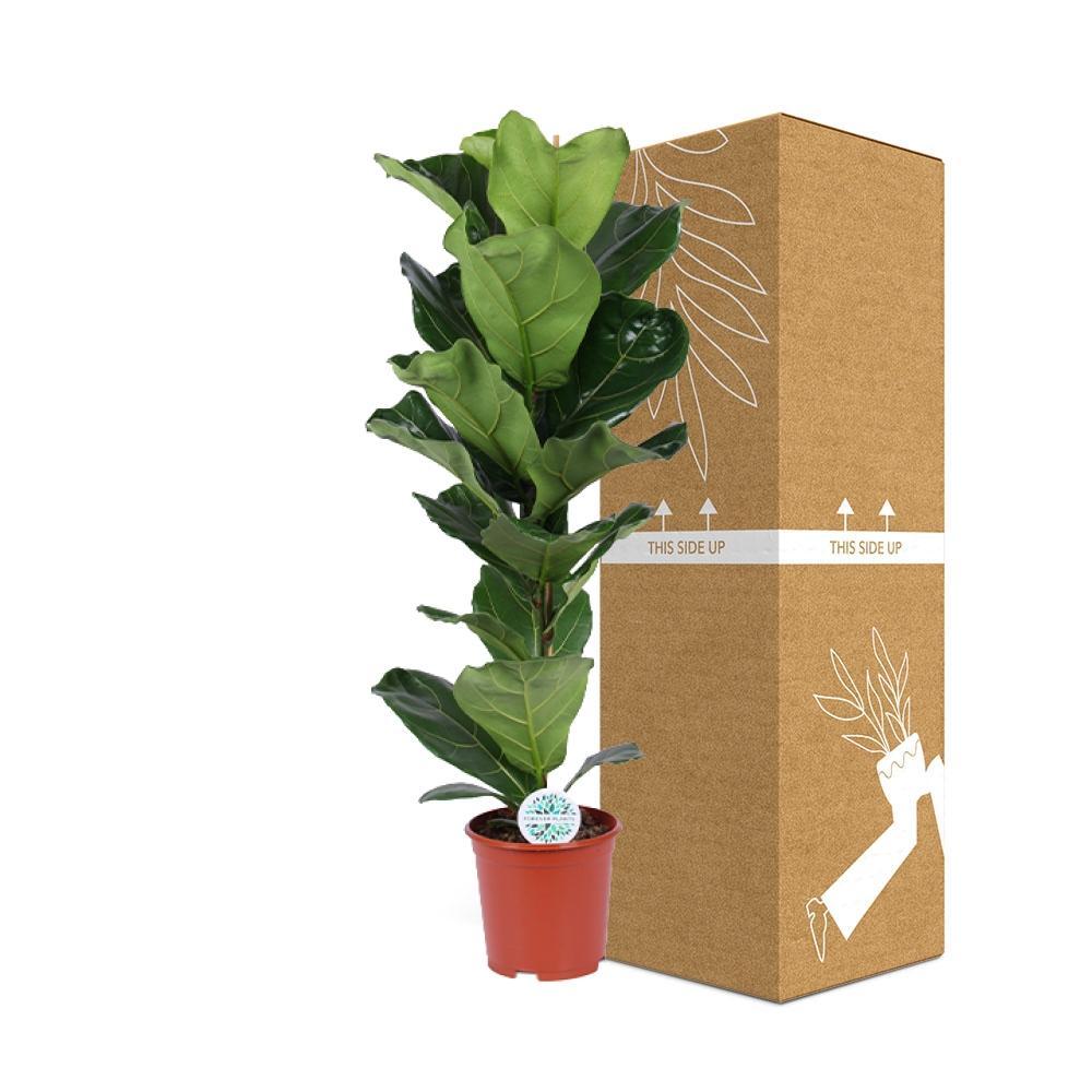 Plante d'intérieur - ficus lyrata 90.0cm