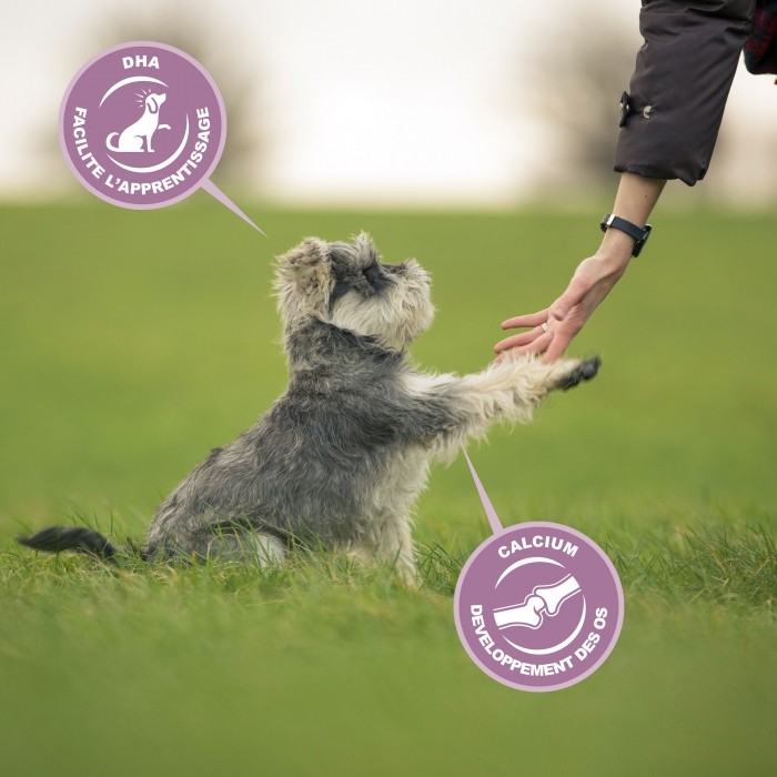 Eukanuba Growing Puppy Medium Breed - Poulet