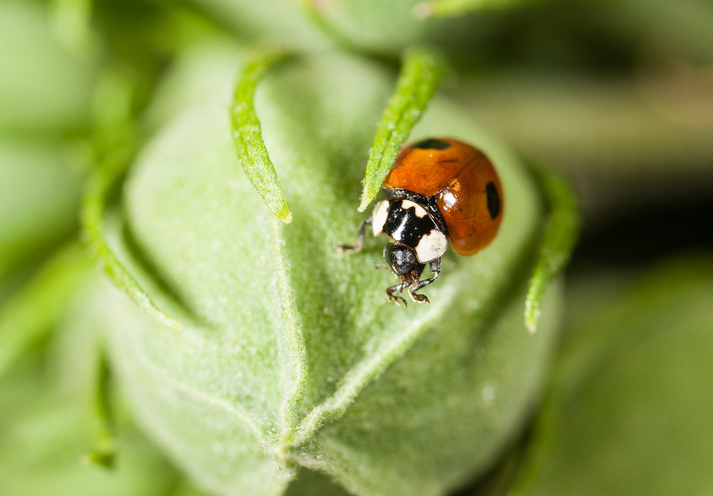 350 larves coccinelles anti-pucerons - coccifly