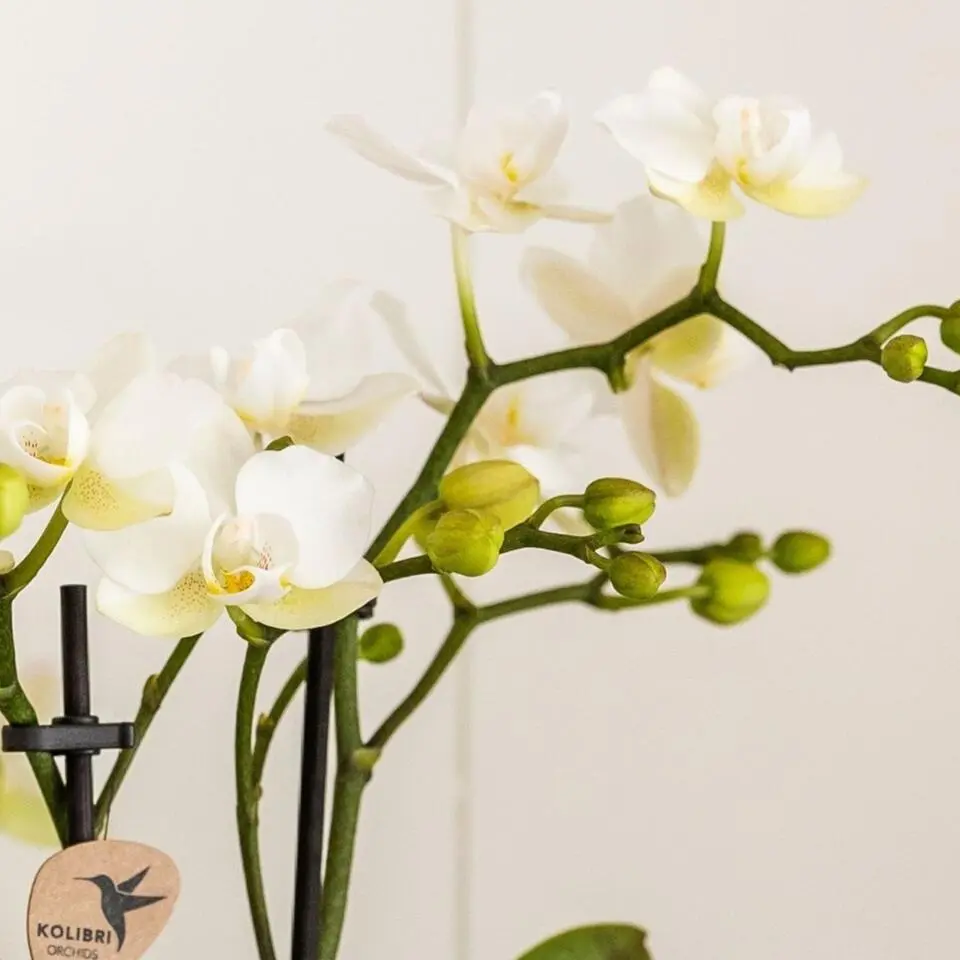 Cadeauset orchidee 'Marble S' - Phalaenopsis - Hoogte 30cm