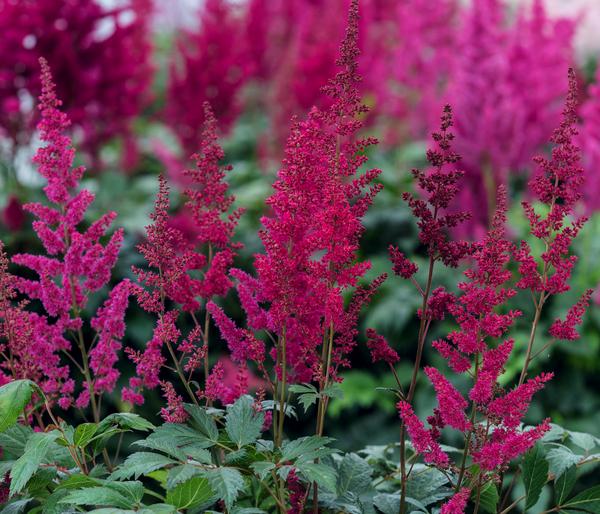 Prachtspiere, Astilbe