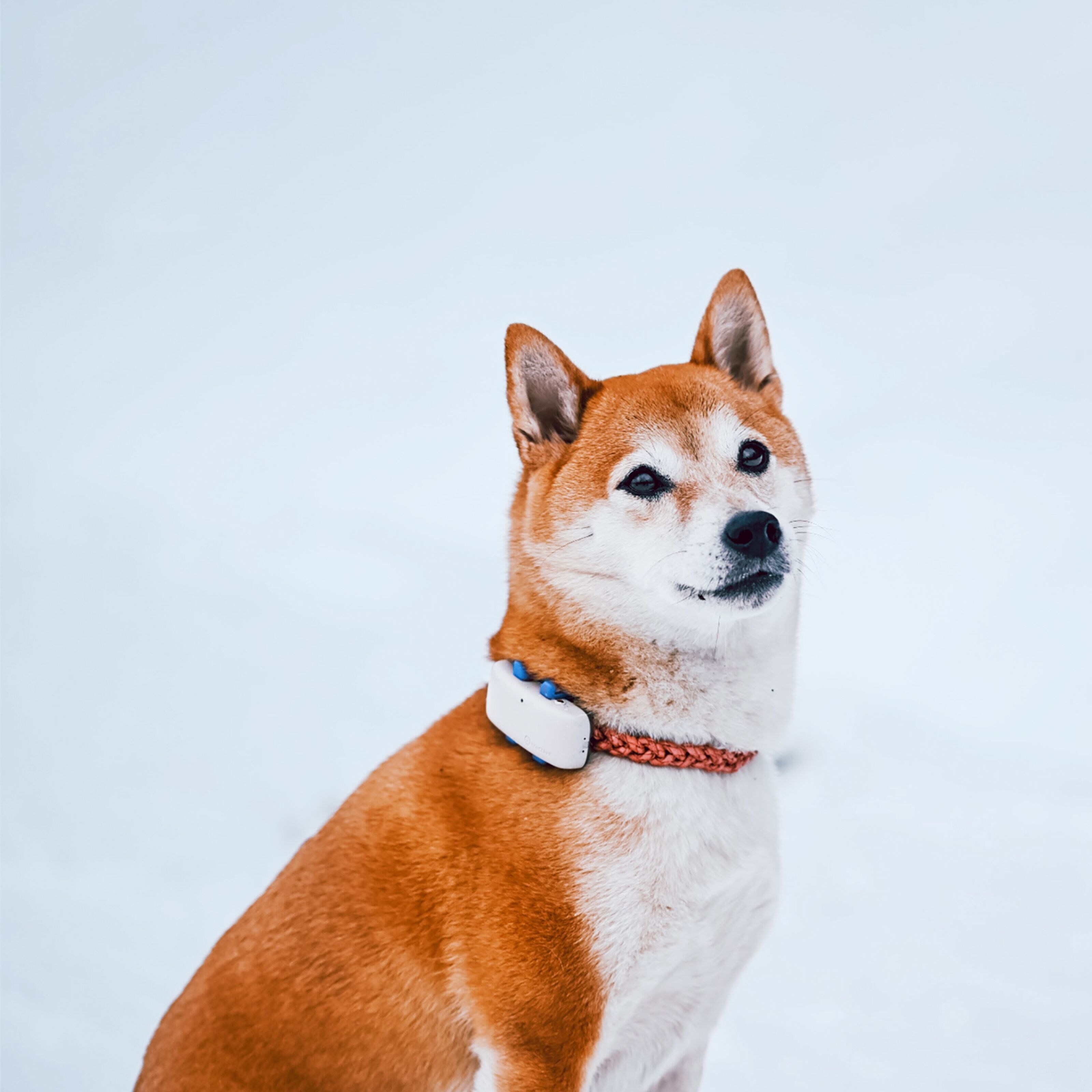 Tractive GPS DOG 4 Hundesporer og aktivitetsovervåker