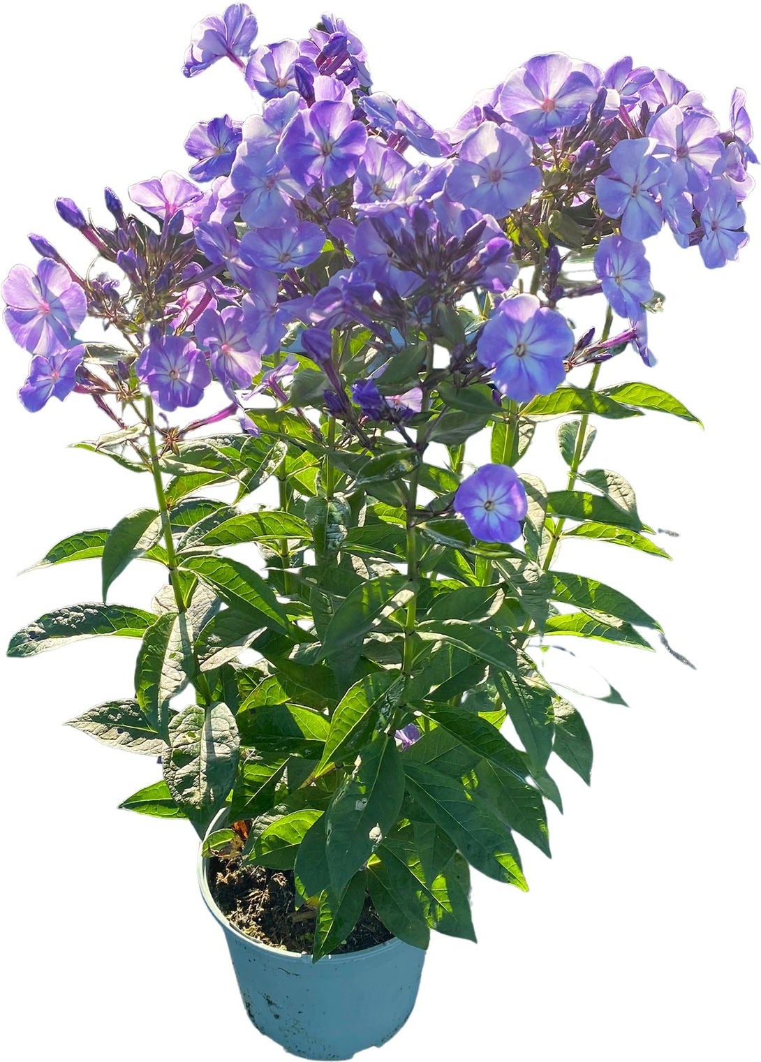 Vlambloem (Phlox paniculata 'Old Blue') D 17 H 60 cm