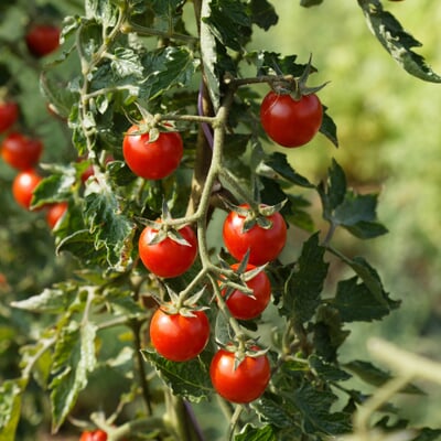 Tomatensaatgut Besonders Wohlschmeckende Sorten