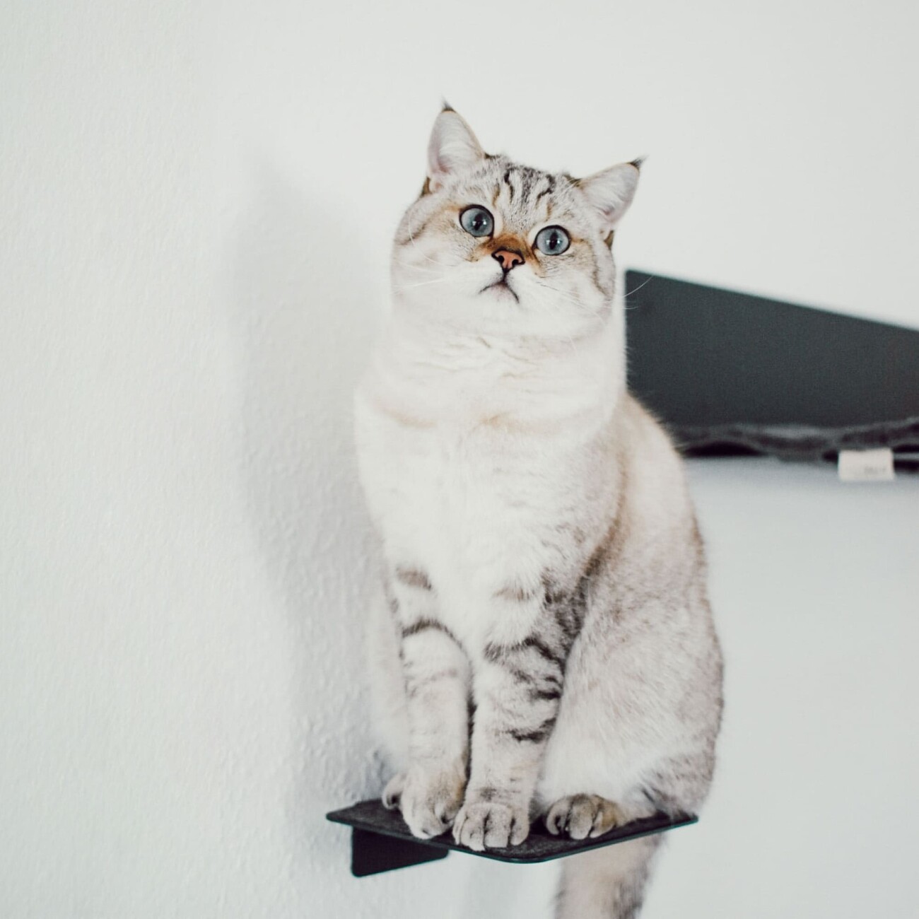 LucyBalu STEPS Katzentreppe anthrazit S