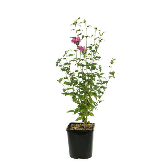 Hibiscus syriacus : ctr 4 litres