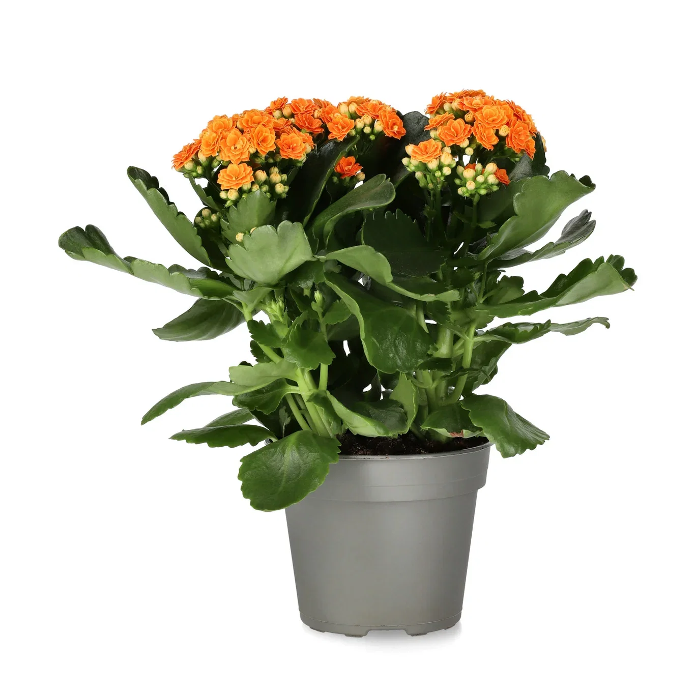 Kalanchoe maxi orange 14cm Ildtopp Høyde 30 cm