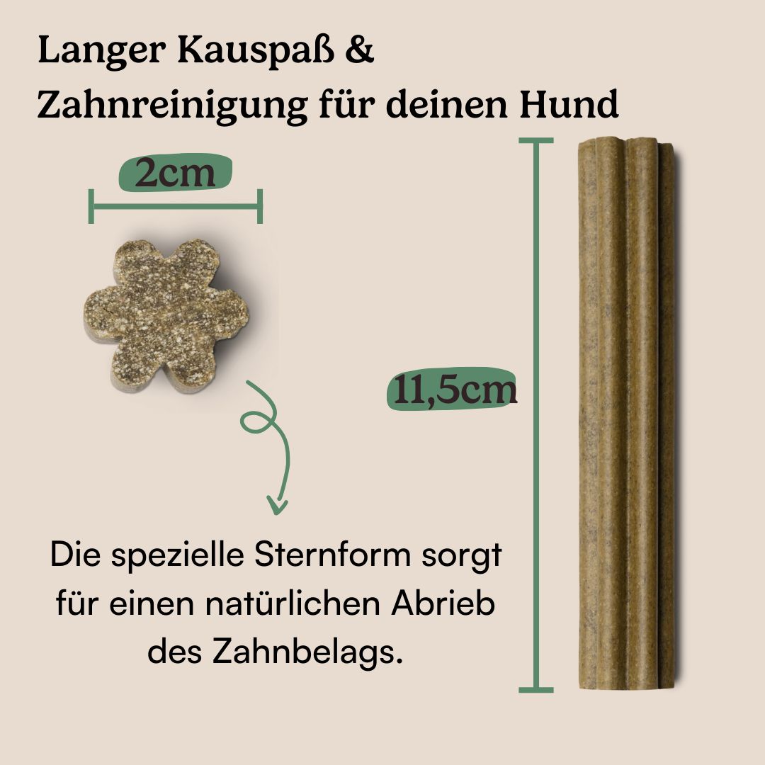 Hunderunde Dentals Traumfänger