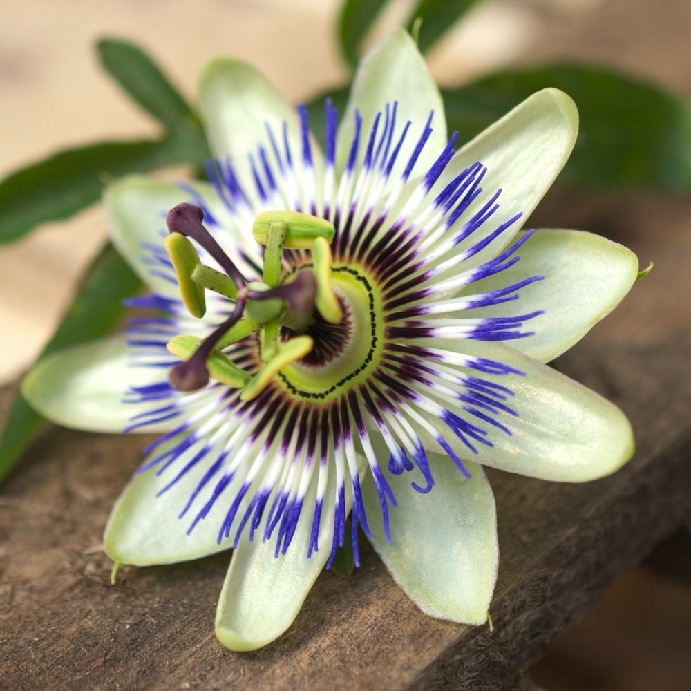 Passiflore caerulea/passiflora caerulea[-]pot de 10l - 300/400 cm sur ficelle