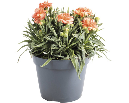 Anjer, anjer Dianthus caryophyllus 'Cody' H 10-15 cm Ø 15 cm
