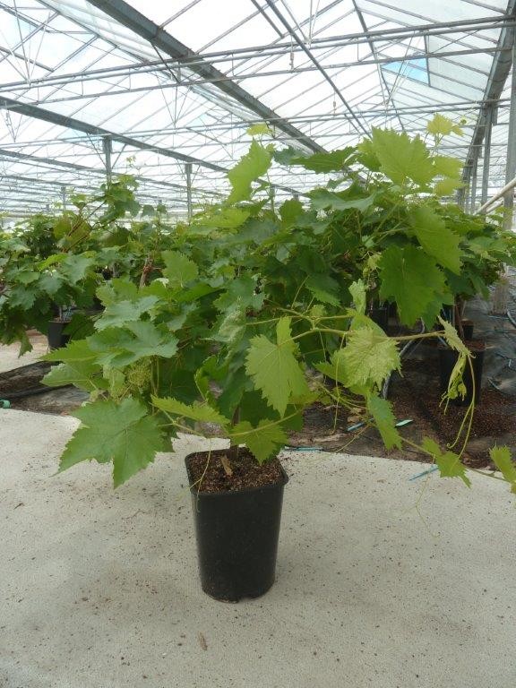 Vigne 'cardinal' bio tailles:pot de 6 litres, hauteur 60/80 cm