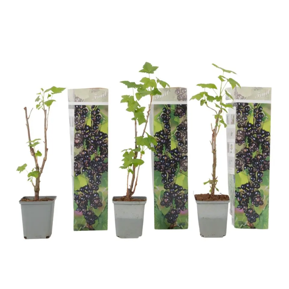 Zwarte bes - Set van 3 - Ribes Nigrum - Hoogte 25-40cm - ⌀9cm