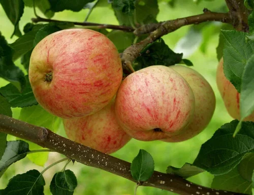 Malus domestica Antonovka Moskovan Päärynäomena epletre Høyde 150-200 cm