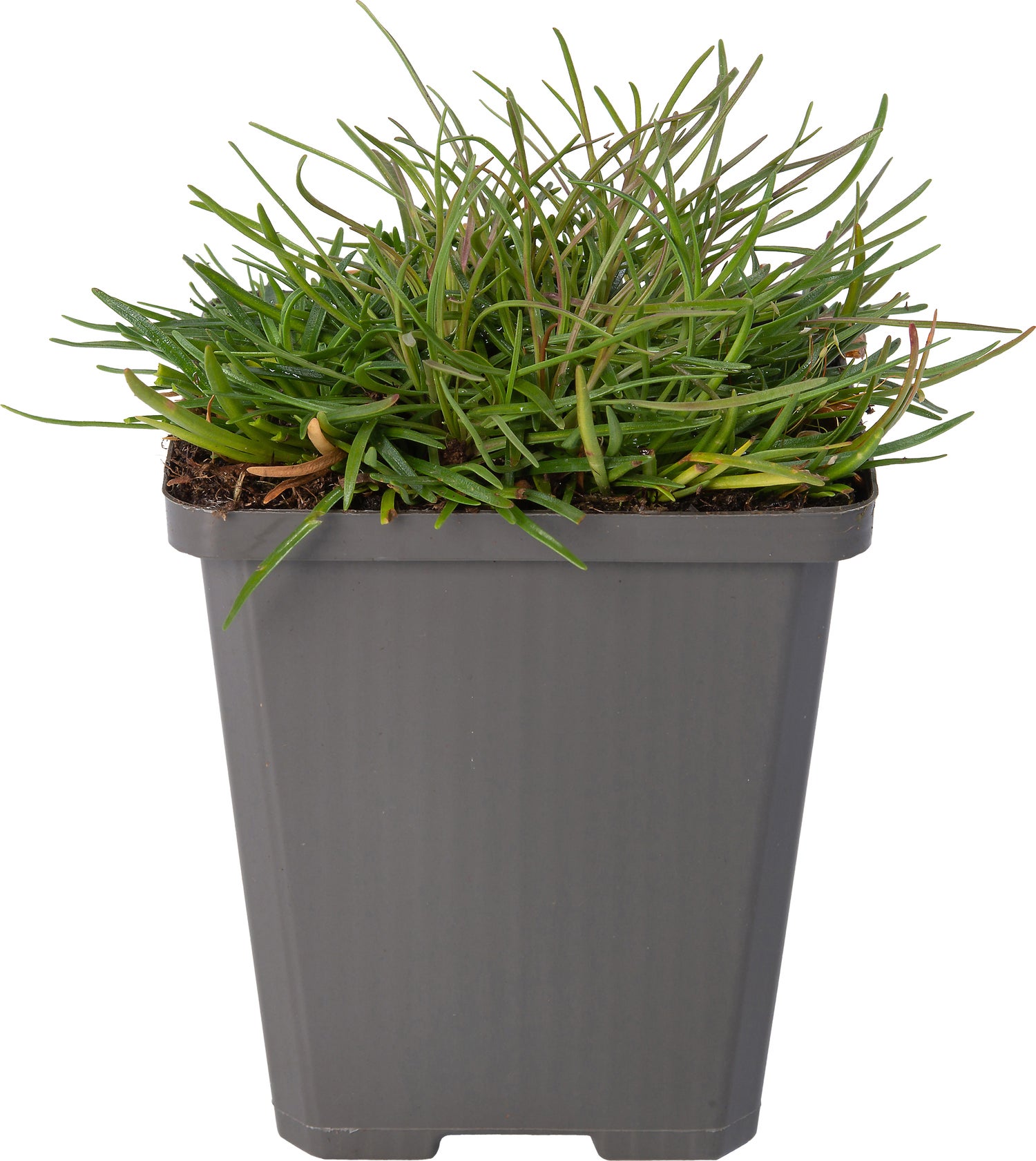 Engels gras (Armeria maritima 'Splendens Perfecta') D 9 H 10 cm