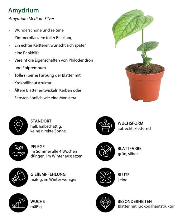 Zimmerpflanzen-Set Urwaldschätze, 3-teilig