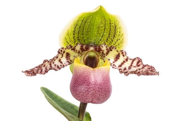Frauenschuh - Paphiopedilum compley hybride