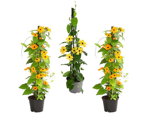 Beet- & Balkonpflanzen-Set Die Himmlischen,