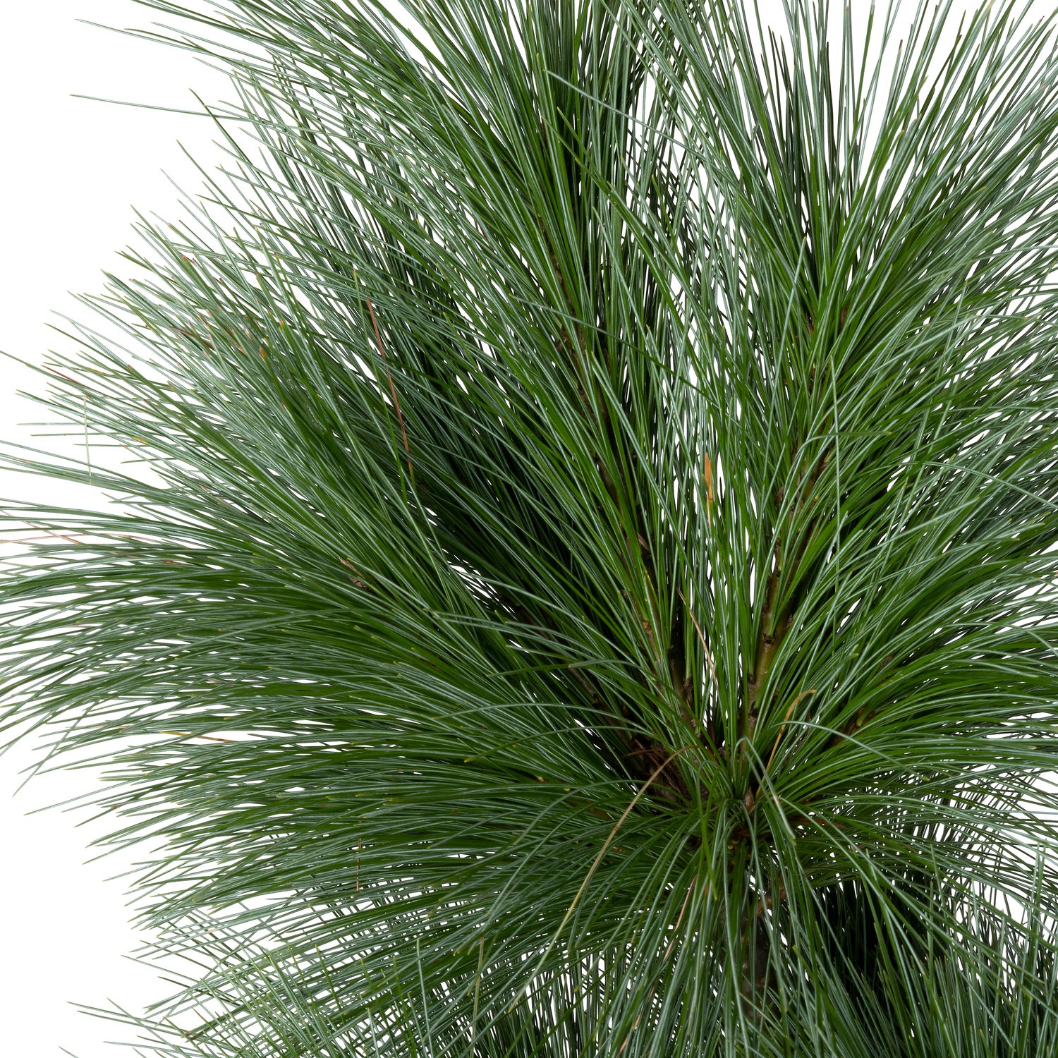 Langnaaldige Pijnboom (Pinus schwerinii 'Wiethorst') D 38 H 60 cm