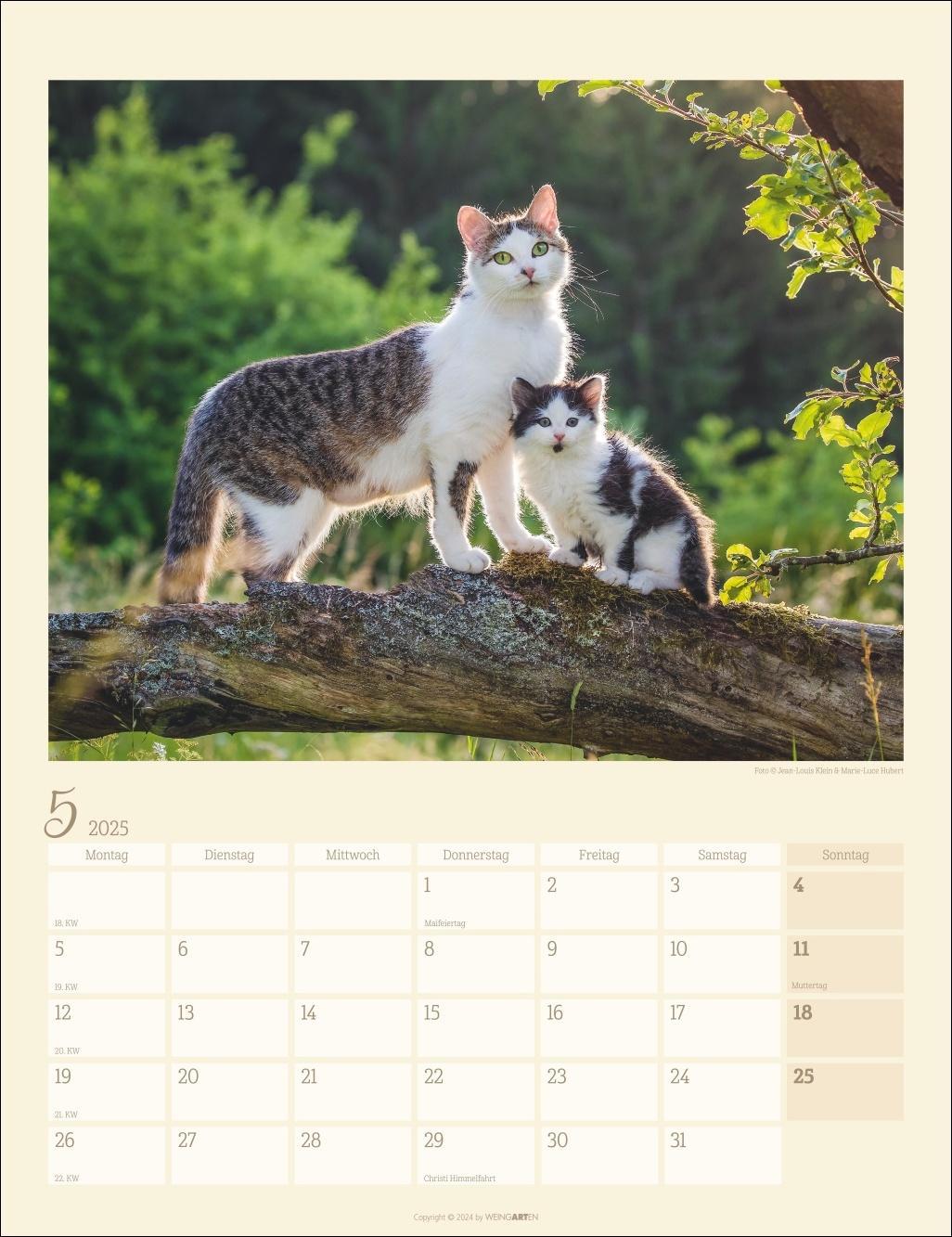 Katzen auf dem Lande Kalender 2025