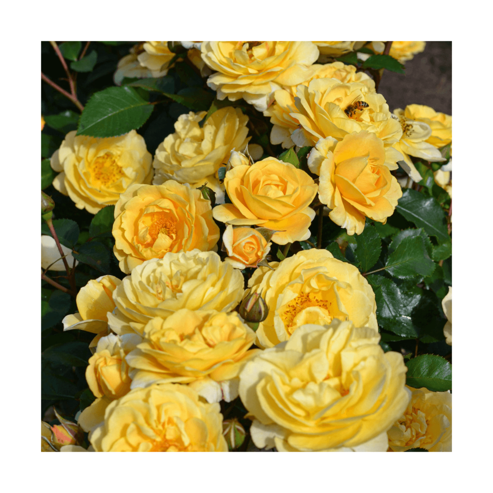 Rosier arbustif decorosier® soleya® 'noa 71610'/rosa decorosier® soleya® 'noa 71610'[-]pot de 2 l - 40/60 cm