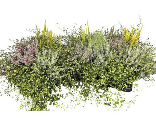 Calluna Muelenbeckia Quattro Ø 19 cm pot